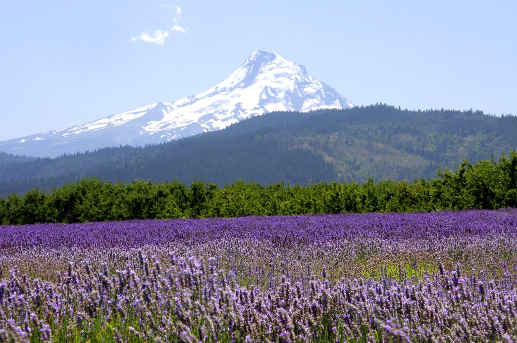 Mount Hood Overlooking Lavender Field