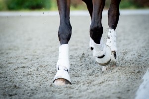31855240 - closeup of the hooves from a horse while in trot on an outside track